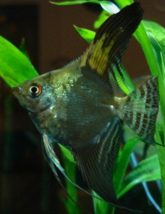 Angelfish - California Green Smokey Half Black Leopard - Medium